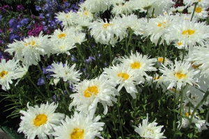 Leucanthemum 'Crazy Daisy'